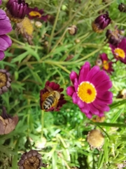 Apis mellifera