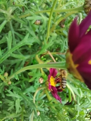 Apis mellifera