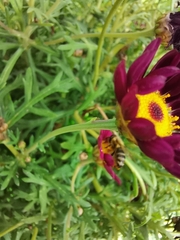 Apis mellifera