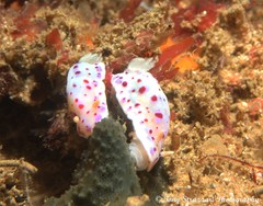 Goniobranchus thompsoni