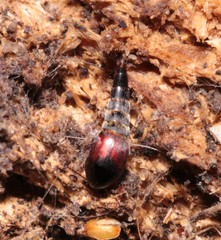 Sepedophilus marshami
