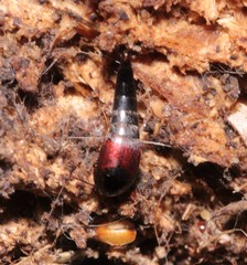 Sepedophilus marshami