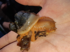 Megalobulimus popelairianus