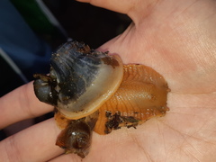 Megalobulimus popelairianus