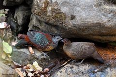 Galloperdix lunulata