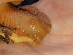 Megalobulimus popelairianus