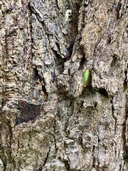 Tropiduchinae