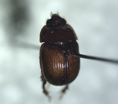 Odonteus