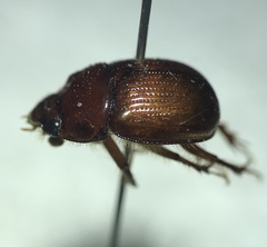 Odonteus