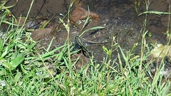 Arigomphus villosipes