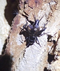 Gryllus saxatilis
