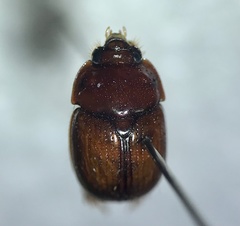 Odonteus
