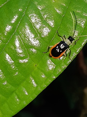 Paratriarius
