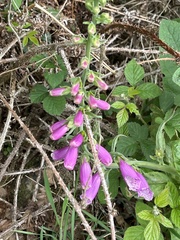 Digitalis purpurea