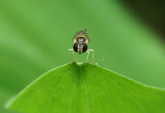 Sphaerophoria contigua