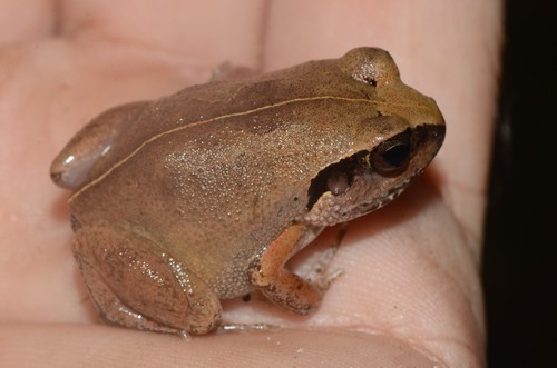 Common Squeaker