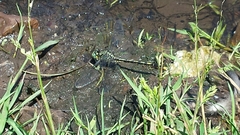 Arigomphus villosipes