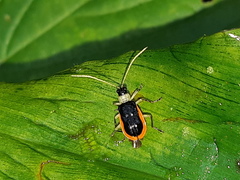 Paratriarius