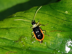 Paratriarius