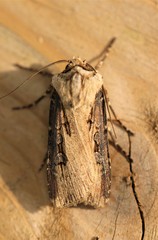 Agrotis volubilis