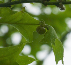 Amphibolips quercusostensackenii