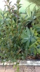 Agave attenuata