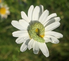 Cucullia chamomillae