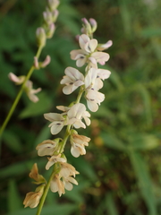 Orbexilum pedunculatum