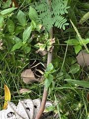 Heliconius charithonia