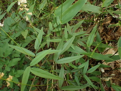 Orbexilum pedunculatum