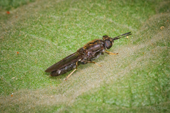 Hermetia sexmaculata