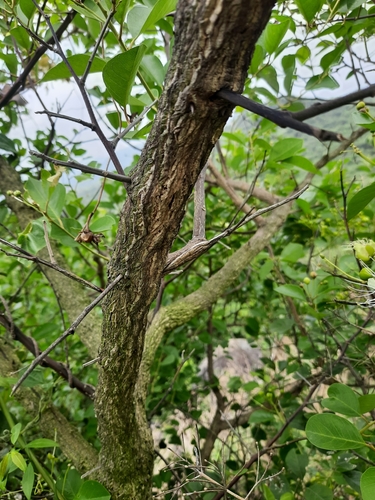 Capparis grandis (Capparis grandis)