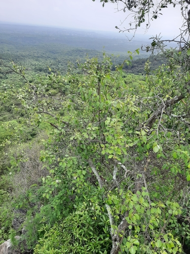 Image of Capparis grandis by no rights reserved
