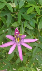 Passiflora × kewensis