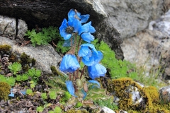Meconopsis