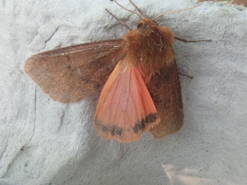 Large Ruby Tiger Moth photo 3