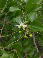 Capparis grandis