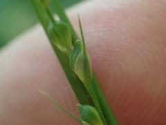 Carex oligocarpa
