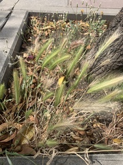 Hordeum murinum
