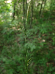 Carex oligocarpa