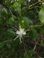 Capparis grandis