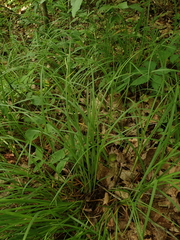 Carex oligocarpa