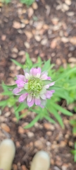 Monarda citriodora