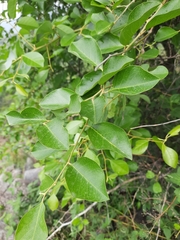 Capparis grandis