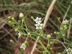Thesium divaricatum