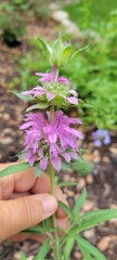 Monarda citriodora
