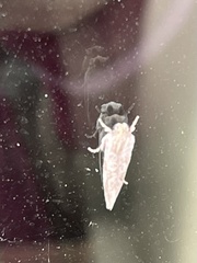 Acrolophus plumifrontella