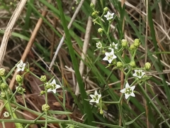 Thesium divaricatum