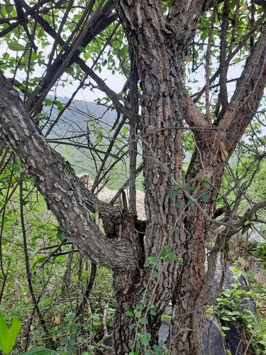 Image of Tree Caper (Capparis grandis) by no rights reserved