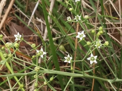 Thesium divaricatum